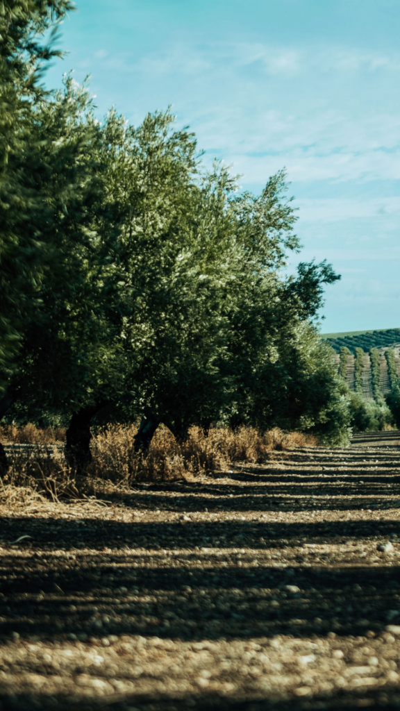 Finca Santa Concha